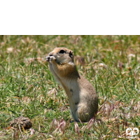 گونه سنجاب زمینی پیر احمد Spermophilus xanthoprymnus